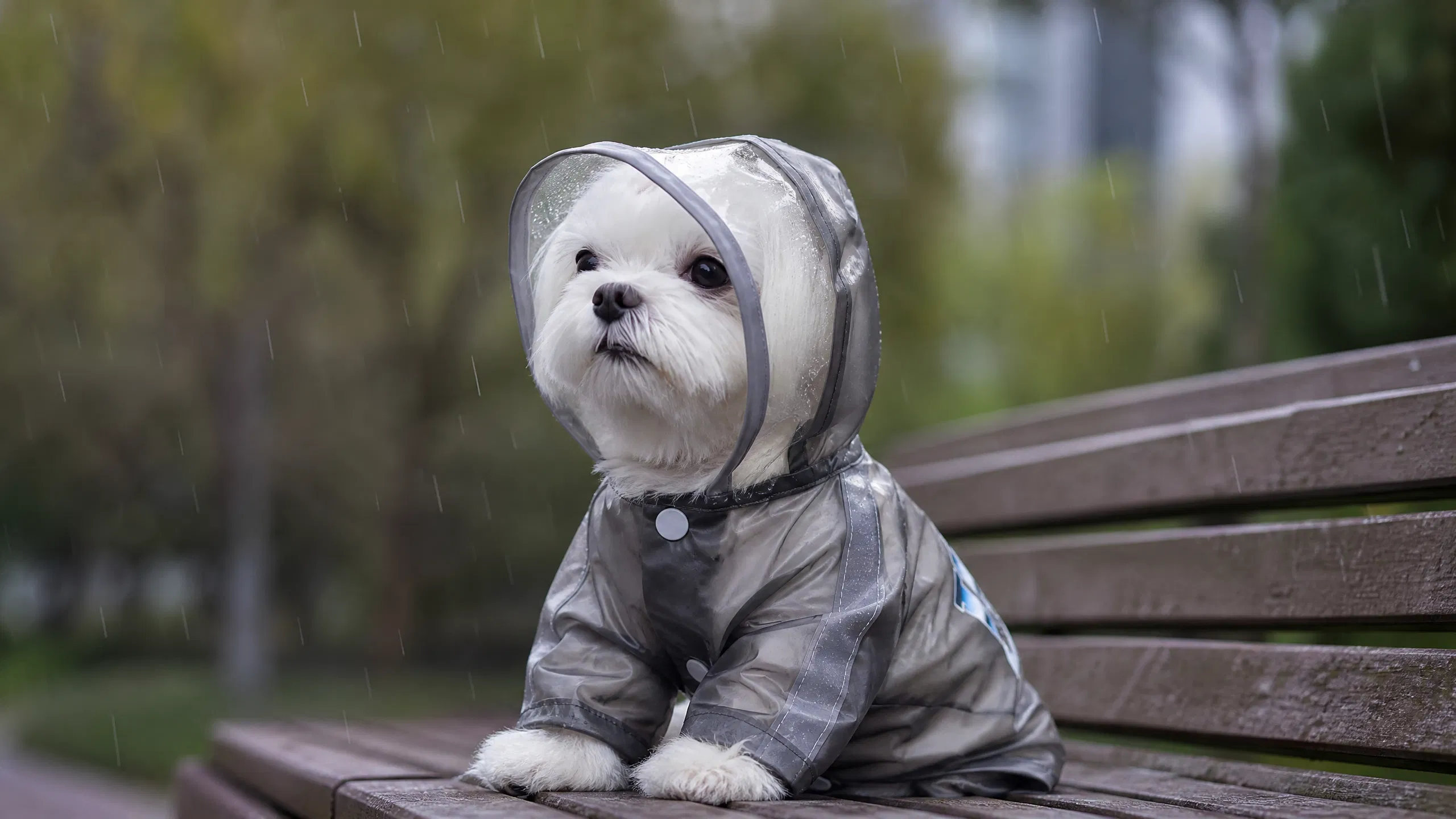 狗狗雨衣可牵引四脚包尾防水 · 透明帽檐， · GuardHound DOG