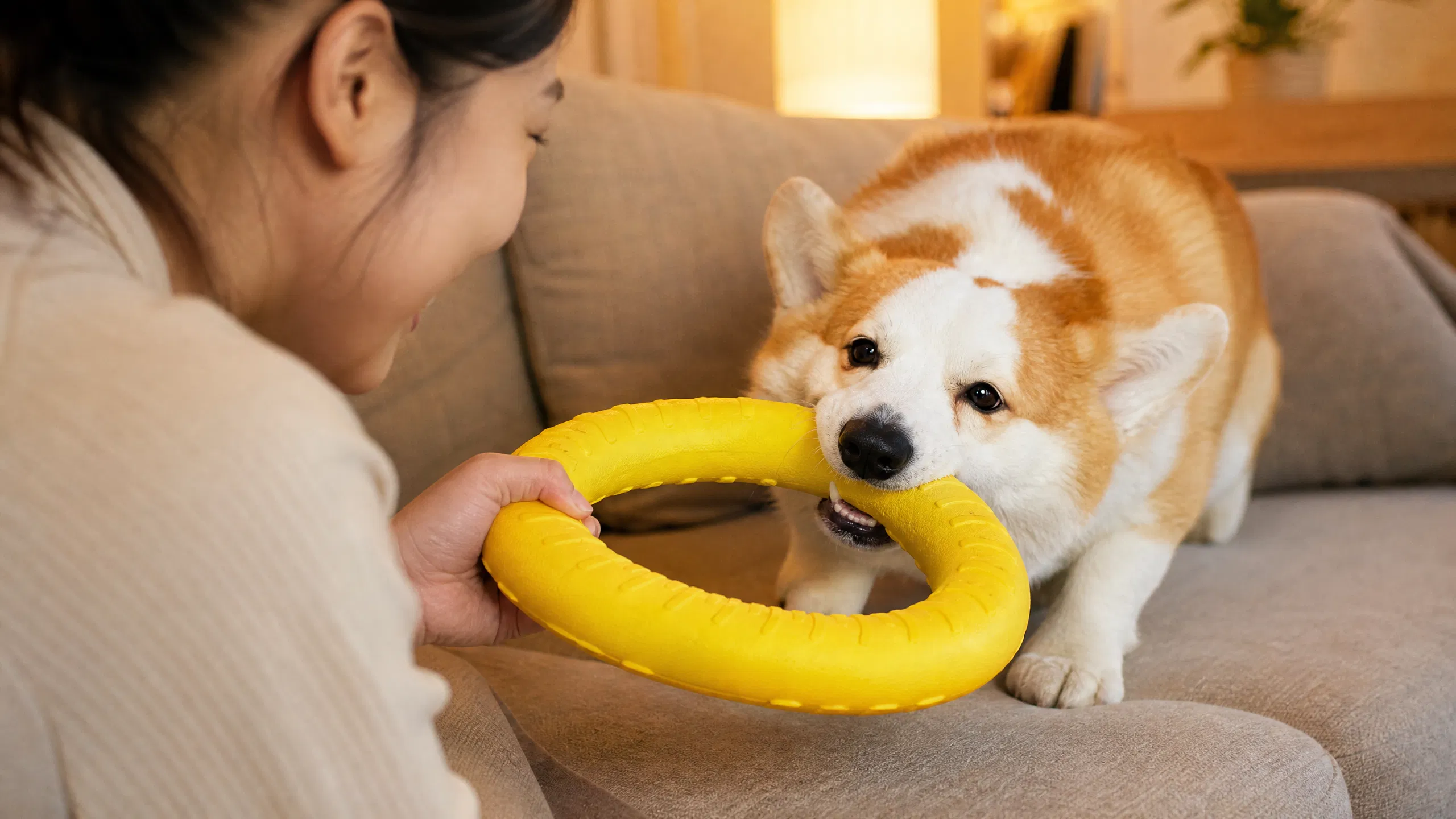 EVA可撕咬浮力球狗狗玩具 · 午后泳池边的拉布拉多 · GuardHound DOG